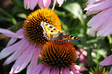 Echinacea.webp