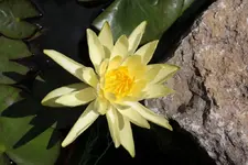 Seerose.webp
