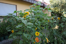 Sonnenblumen.webp