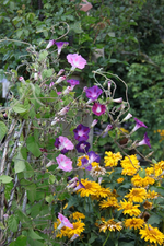 Winden.webp
