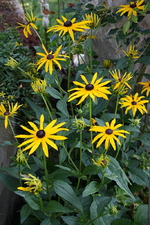 IMG_7638.webp