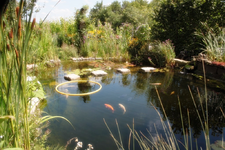 Koi (3).webp