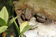 Fröschis.webp