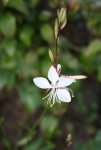 Gaura (2).JPG