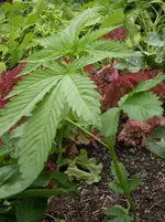 Bild 256.webp