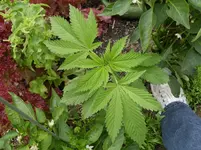 Bild 255.webp