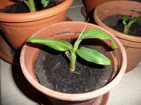 P1020247.webp