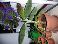 P1020241.webp