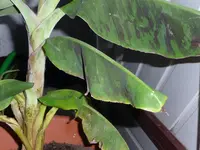 P1020242.webp