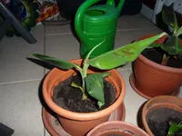 P1020246.webp