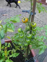 Rispe100_0607 (Medium).webp