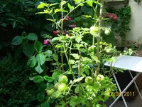grüne Tomaten 100_0596 (Medium).webp