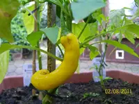 gelbe Peperoni 100_0608 (Medium).webp