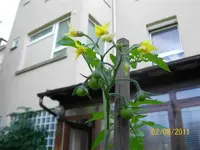 kleine Tomis 100_0610 (Medium).webp