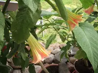 DSCF1035.webp