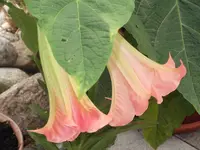 DSCF1011.webp
