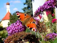147.webp