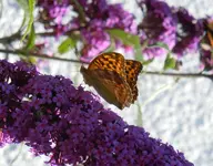 154.webp