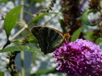 157.webp