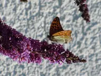 186.webp