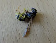 DSCF0846.webp
