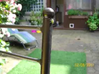 grünes Viech 100_0597 (Medium).webp