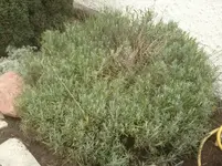 Foto0954.webp