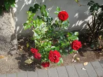 DSC02092.webp