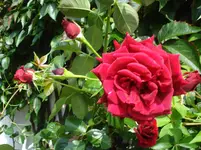 DSC02094.webp
