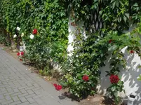 DSC02095.webp