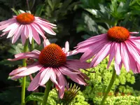 DSCN0692.webp
