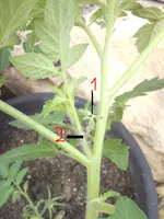 tomate.webp