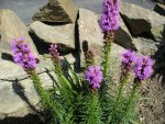 Liatris_01_08_2011 010.jpg