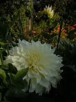 Dahlie091.webp