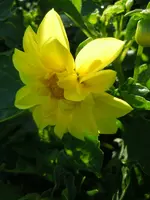 Dahlien083.webp