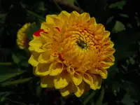 Dahlien085.webp