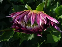 Dahlien086.webp