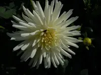 Dahlien087.webp