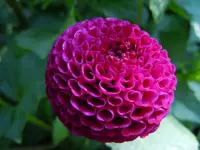Dahlien088.webp