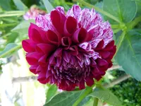 Dahlien089.webp