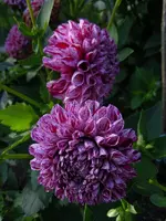 Dahlien093.webp