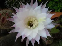 Blüten028.webp