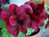 Blüten037.webp