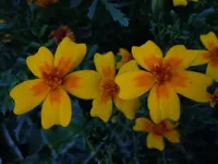 Blüten034.webp