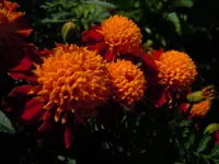 Blüten035.webp