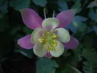 Blüten029.webp