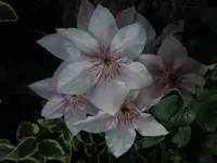 Blüten030.webp