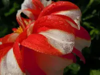 Morgentau017.webp