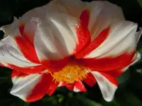 Morgentau018.webp