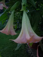 ET132.webp